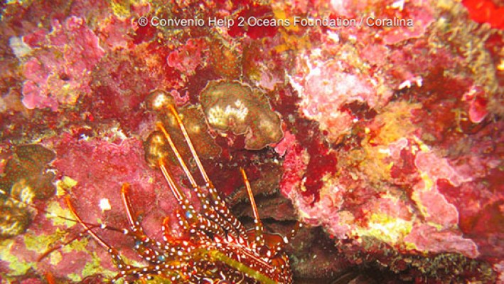 Spinny lobster (19)
